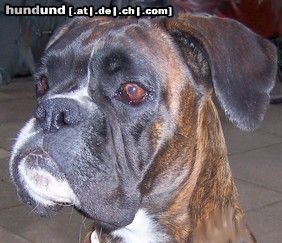 Boxer Hunde Foto 44383 in höherer Auflösung ansehen Boxer Quana