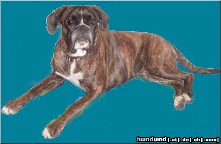 Boxer Hunde Foto 44347 in höherer Auflösung ansehen Boxer Quana