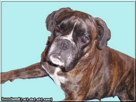 Boxer Hunde Foto 44492 in höherer Auflösung ansehen Boxer Quana5