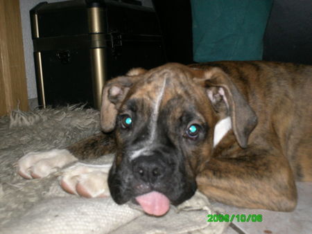 Boxer Hunde Foto 35004 Boxer Amira
