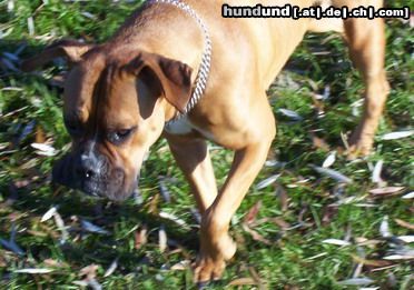 Boxer Ich bin Bessy
