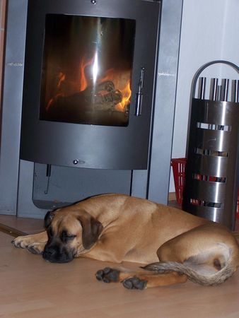 Boxer Hunde Foto 43281 Boxer Gemütlich