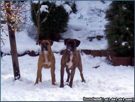 Boxer Hunde Foto 17091 in höherer Auflösung ansehen Boxer