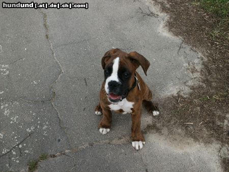 Boxer Hunde Foto 10937 Boxer Eyk mit 13 Wochen