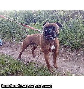 Boxer SLY der kleine