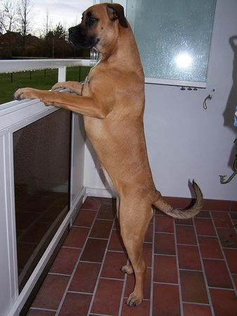Boxer Hunde Foto 43280 Boxer Was ist denn da so los?