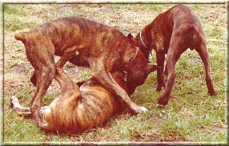 Boxer Hunde Foto 38060 Boxer Boxer im Spiel