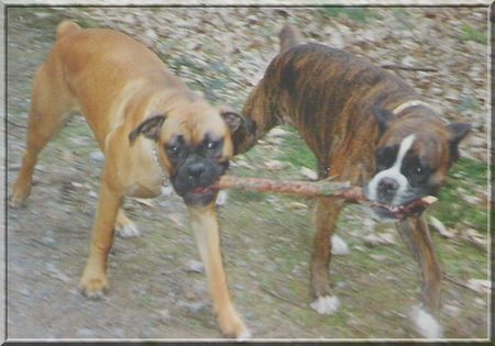 Boxer Hunde Foto 35532 in höherer Auflösung ansehen Boxer Mein Stock