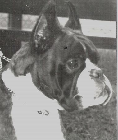 Boxer Hunde Foto 36648 Boxer Paulina v. Stedinger Hof