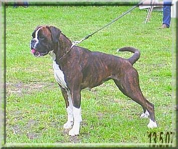 Boxer Hunde Foto 38357 in höherer Auflösung ansehen Boxer Cosma-shiva v.Hochkamp
