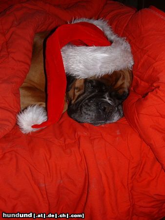 Boxer Hunde Foto 21764 in höherer Auflösung ansehen Boxer Eine schlafende Weihnachtsprinzessin