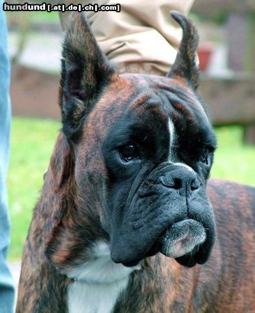 Boxer Hunde Foto 26632 in höherer Auflösung ansehen Boxer