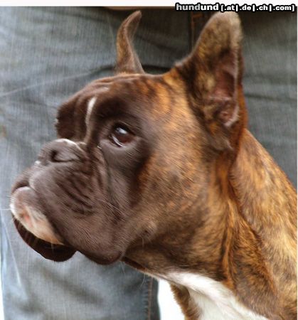 Boxer Hunde Foto 26633 in höherer Auflösung ansehen Boxer