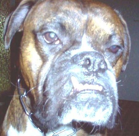 Boxer Hunde Foto 36496 Boxer unser Niko 2.5Jahre