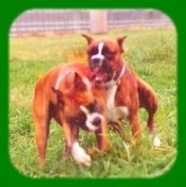 Boxer Hunde Foto 33687 Boxer spielende Boxer