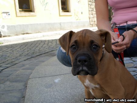 Boxer Hunde Foto 24641 Boxer GINI