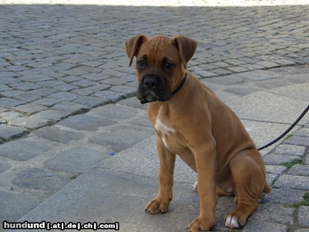 Boxer Hunde Foto 24642 Boxer GINI