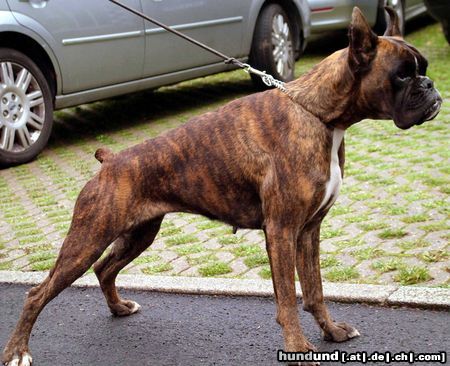 Boxer Hunde Foto 26634 in höherer Auflösung ansehen Boxer Annarè