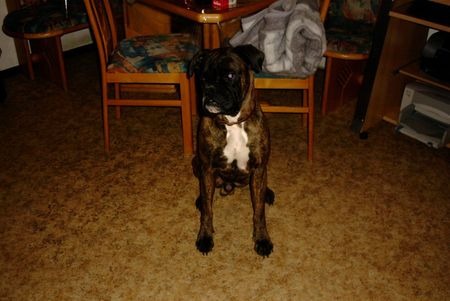 Boxer Hunde Foto 1632 Boxer mein deutscher boxer