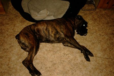 Boxer Hunde Foto 1635 Boxer mein deutscher boxer