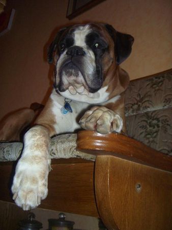 Boxer Hunde Foto 36042 in höherer Auflösung ansehen Boxer Uri vom Oberbeckser Forst