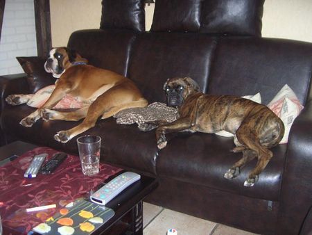 Boxer Hunde Foto 36043 in höherer Auflösung ansehen Boxer Uri und Inka vom Oberbeckser Forst