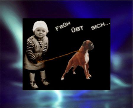 Boxer Früh übt sich !