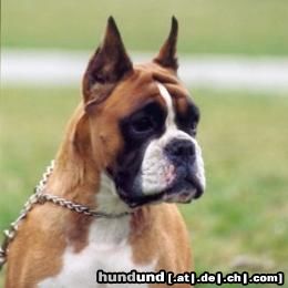 Boxer Hunde Foto 11003 Boxer VOILA Box-Star