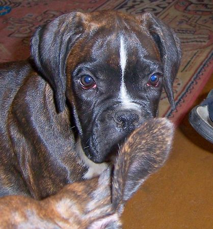 Boxer Boxerwelpe 10 Wochen