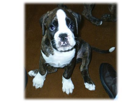 Boxer Hunde Foto 33688 in höherer Auflösung ansehen Boxer Boxer