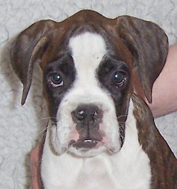 Boxer Boxerwelpe 10 Wochen