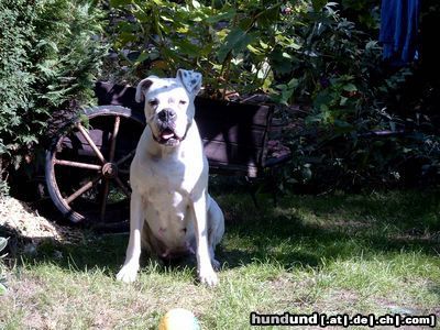 Boxer