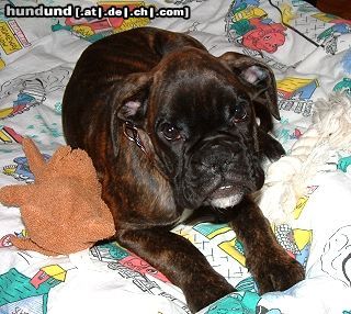 Boxer Hunde Foto 12802 Boxer Yoelle von der Momarter Eiche gen. Yette, 9 Wochen