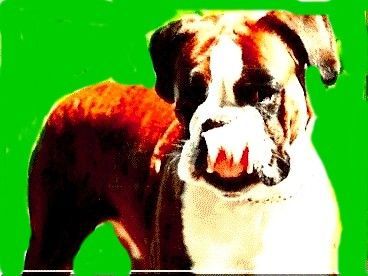 Boxer Hunde Foto 33504 in höherer Auflösung ansehen Boxer Schmatz ! Das schmeckt aber gut.