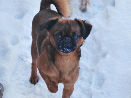 Brabancon Hunde Foto 43831 Brabancon James Bond TAMAGUCI
