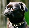 Brabancon Foto: Petit Brabancon schwarz; Iris, 2 Jahre alt. (ID 10835) Brabancon Hund