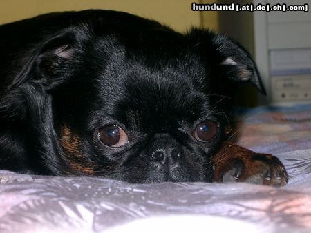 Brabancon Hunde Foto 19961 Brabancon SPEIKY ABS AUS HAMBURG 3 JAHRE ALT