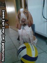 Bracco Italiano Sarita und ihr Ball:)