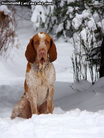 Bracco Italiano Asconio di Witigenove