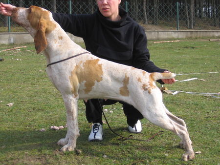 Bracco Italiano unsere MultiChampion-Hündin, 2006 in der Zucht