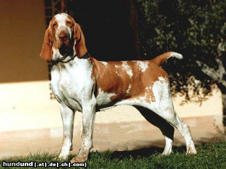 Bracco Italiano Hunde Foto 13859 Bracco Italiano MultiCh. Brema dei ronchi