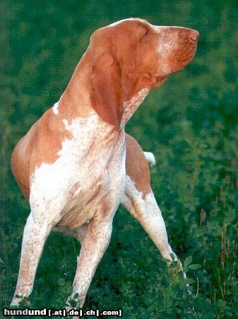 Bracco Italiano MultiCh. Zeppa C.di B.