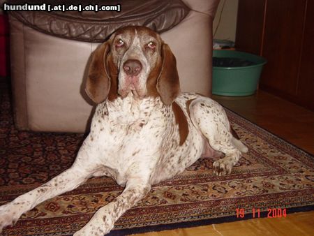 Bracco Italiano Hunde Foto 20183 in höherer Auflösung ansehen Bracco Italiano Das ist unsere 10-jährige Bracco-Italiano-Hündin