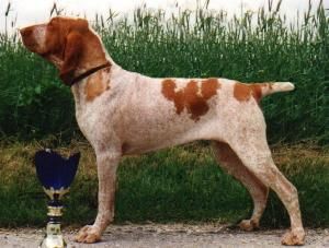 Bracco Italiano Dolce di Ala D'Oro