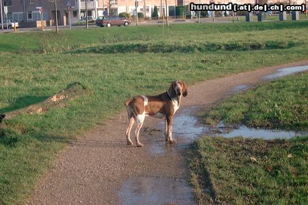 Bracco Italiano Hunde Foto 7062 Bracco Italiano Amarone di Ala d'Oro