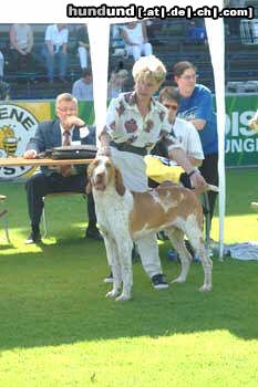 Bracco Italiano Hunde Foto 8041 Bracco Italiano we breed bracco italiano since 1882-Luciano Delor's young male winner of 7th group at Losanna int expo 2003