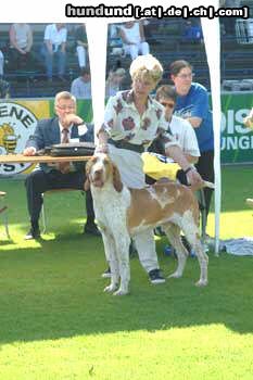 Bracco Italiano we breed bracco italiano since 1882-Luciano Delor's young male winner of 7th group at Losanna int expo 2003