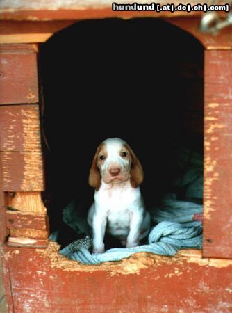 Bracco Italiano Giumella