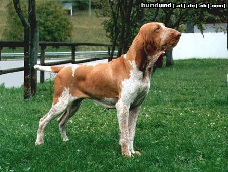 Bracco Italiano MultiCh. Zeppa C.di B.