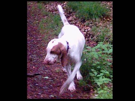 Bracco Italiano DONALD